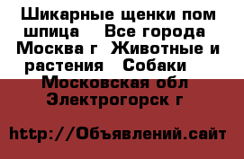 Шикарные щенки пом шпица  - Все города, Москва г. Животные и растения » Собаки   . Московская обл.,Электрогорск г.